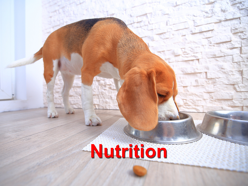 Read more about the article Nutrition