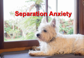 Separation anxiety