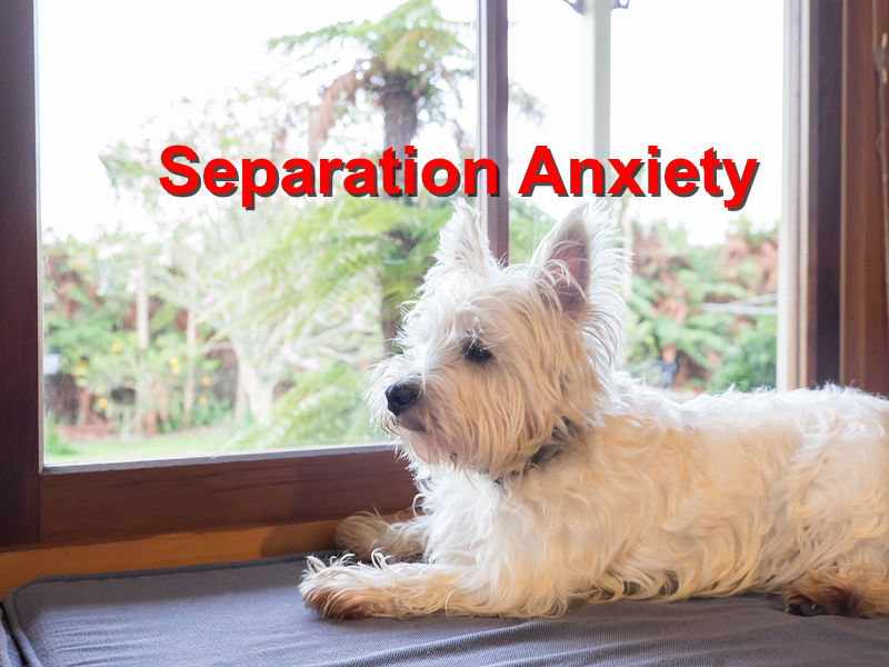 Read more about the article Separation anxiety