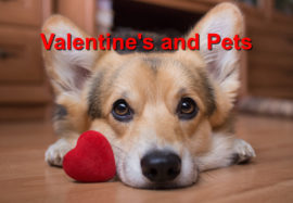 Valentine and Pets