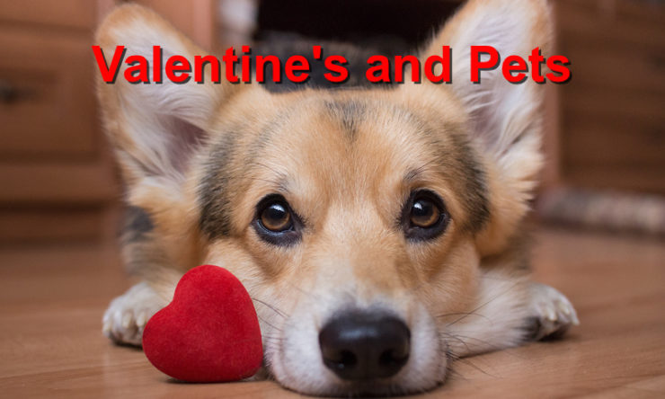 Valentine and Pets