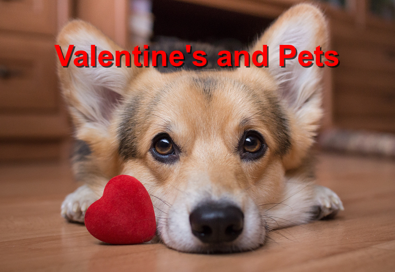 Read more about the article Valentine and Pets