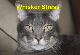 Whisker Stress