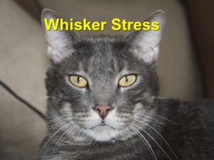 Read more about the article Whisker Stress