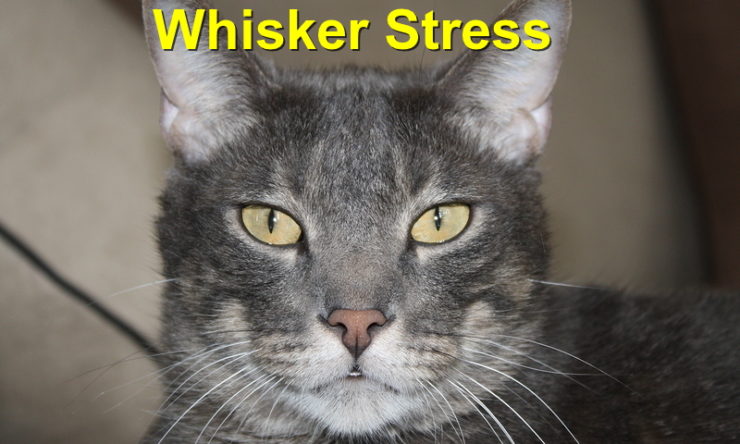 Whisker Stress