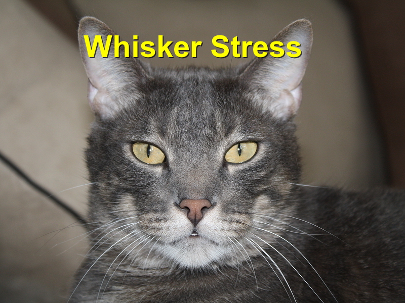 Read more about the article Whisker Stress