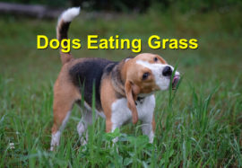 Dogs Eating Grass