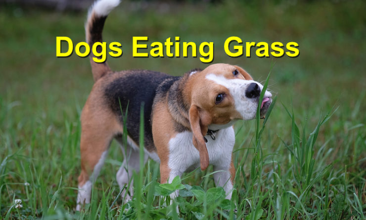 Dogs Eating Grass