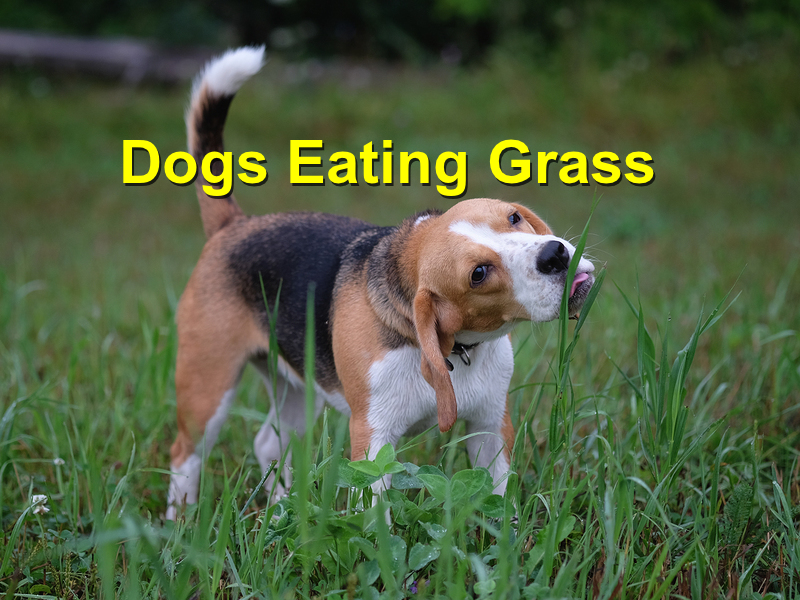 Read more about the article Dogs Eating Grass