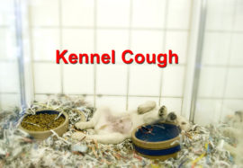 Kennel Cough