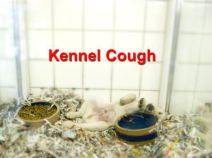 Read more about the article Kennel Cough