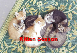 Kitten Season