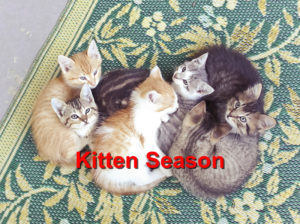 Read more about the article Kitten Season