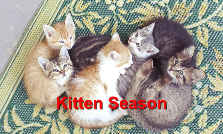 Kitten Season