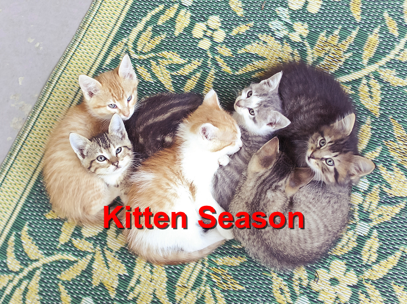 Read more about the article Kitten Season