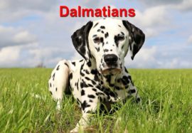 Dalmatians