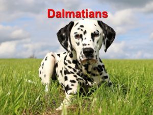 Read more about the article Dalmatians