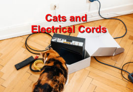 Cats and Electrical Cords