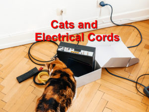 Read more about the article Cats and Electrical Cords