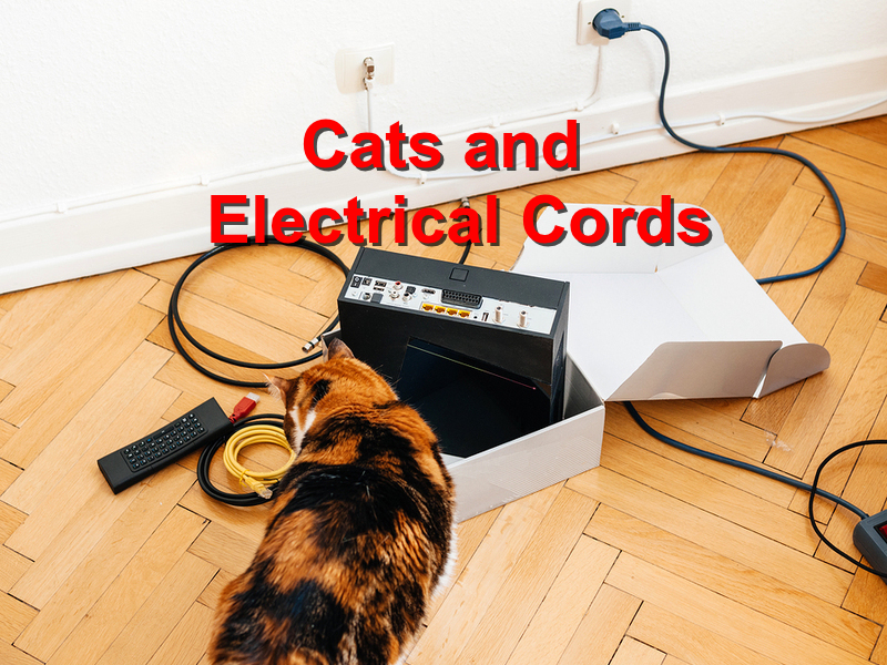 Read more about the article Cats and Electrical Cords