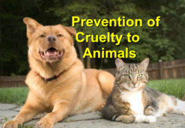 Prevention of Cruelty to Animals