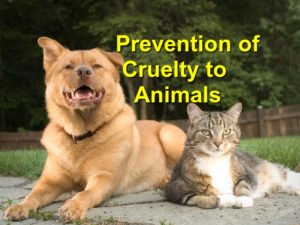 Read more about the article Prevention of Cruelty to Animals