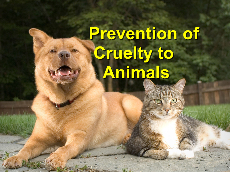 You are currently viewing Prevention of Cruelty to Animals