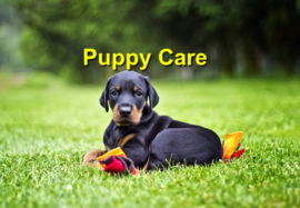 Puppy Care
