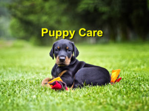 Read more about the article Puppy Care