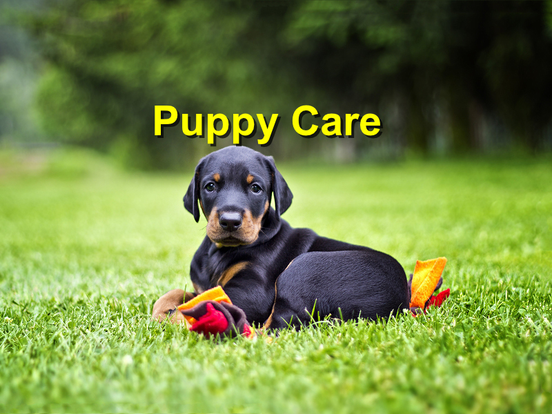 Read more about the article Puppy Care