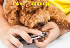 Nail Trimming