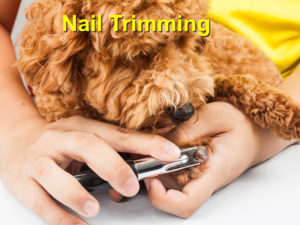 Read more about the article Nail Trimming
