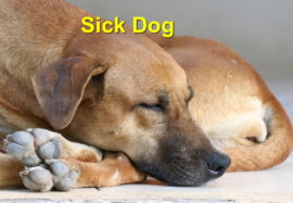 Is your dog sick?
