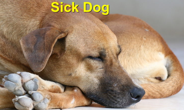 Is your dog sick?