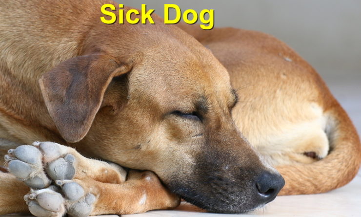 Is your dog sick? - Local Value Veterinary