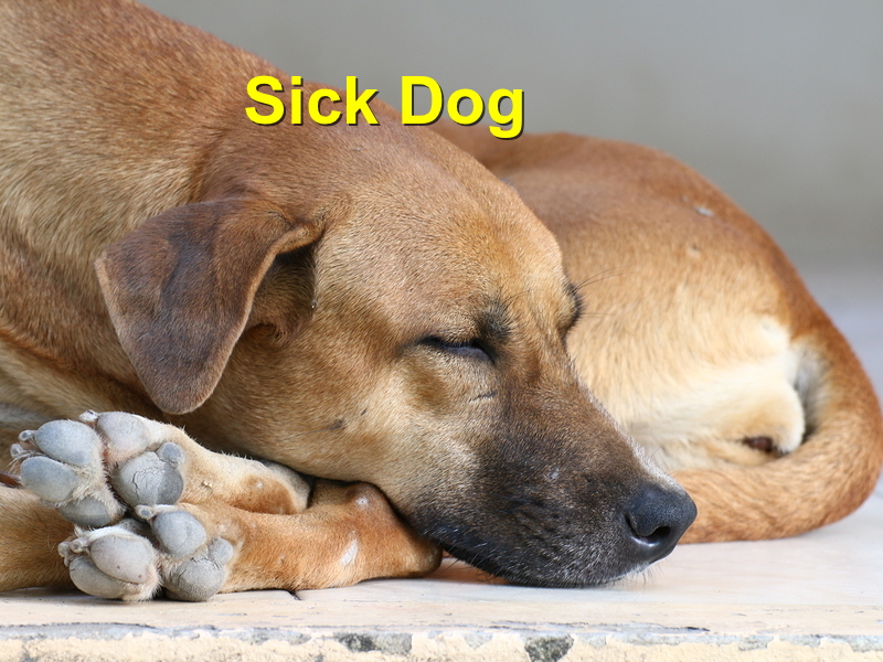 Read more about the article Is your dog sick?