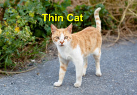 Thin Cat