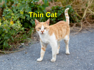 Read more about the article Thin Cat