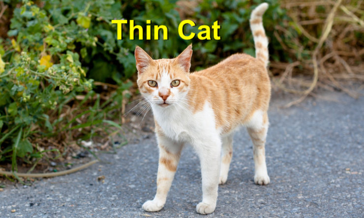 Thin Cat