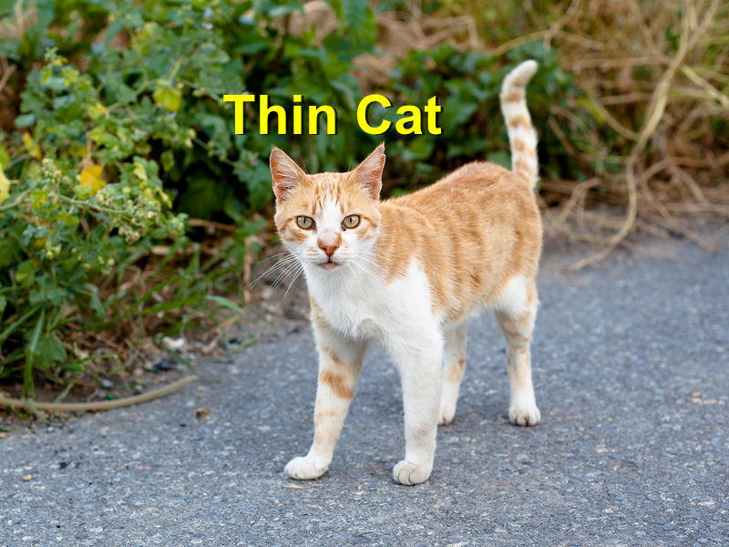 Read more about the article Thin Cat