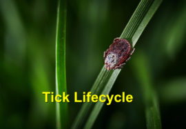 Tick Lifecycle