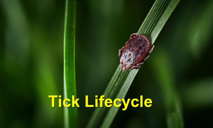 Tick Lifecycle