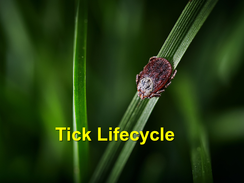 Read more about the article Tick Lifecycle