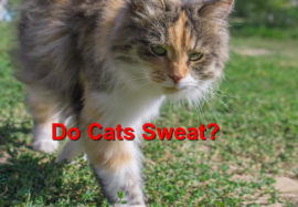 Cat Sweat