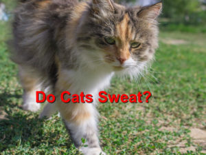 Read more about the article Cat Sweat