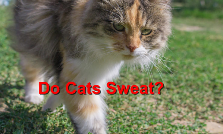 Cat Sweat