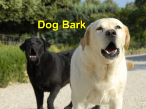 Read more about the article Dog Bark