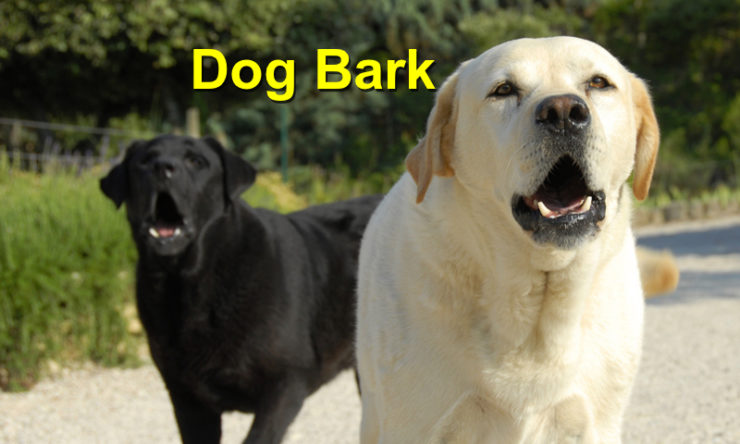 Dog Bark
