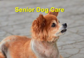 Senior Dog Care