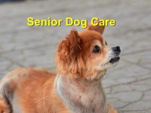 Read more about the article Senior Dog Care